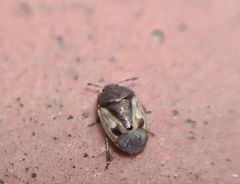 Crocistethus waltlianus