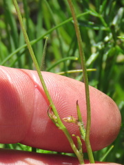 Wahlenbergia cernua
