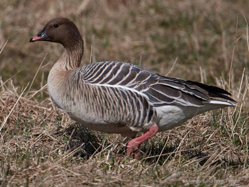 Pink-footed Goose
