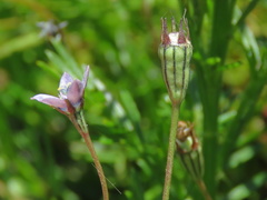 Wahlenbergia cernua