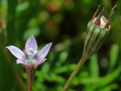 Wahlenbergia cernua