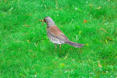 Turdus pilaris