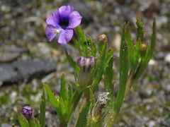 Monopsis debilis