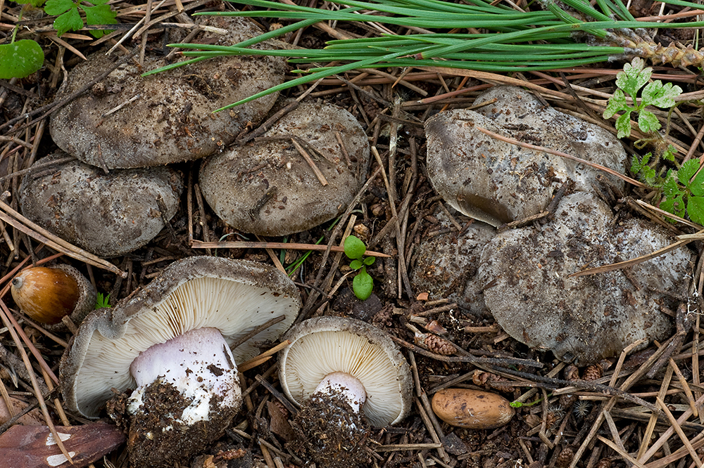Tricholosporum cossonianum