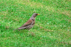 Turdus pilaris