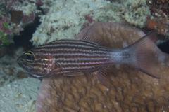 Cheilodipterus macrodon