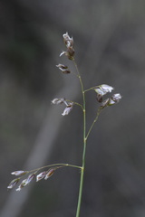 Anthoxanthum australe
