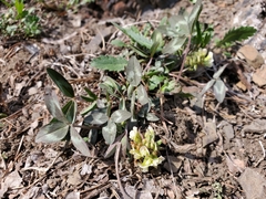 Trifolium virginicum