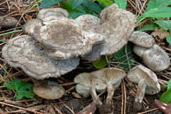 Lyophyllum littorale