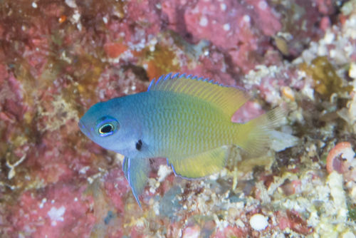 Blackmargined damsel (Pomacentrus nigromarginatus) — Pomacentridae — 5