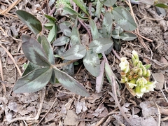 Trifolium virginicum