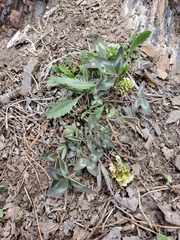 Trifolium virginicum