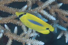 Chaetodon plebeius