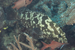 Epinephelus polyphekadion