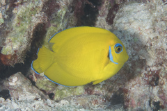 Acanthurus pyroferus