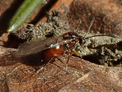 Andricus foecundatrix