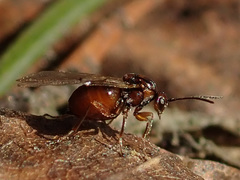 Andricus foecundatrix