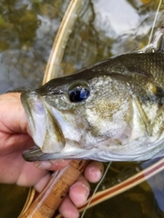 Micropterus treculii