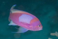 Pseudanthias pleurotaenia