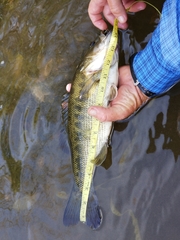 Micropterus treculii