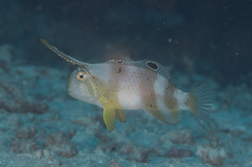 Peacock Razorfish