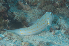 Valenciennea puellaris