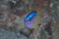 Chrysiptera caeruleolineata