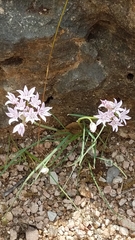 Allium praecox