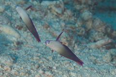 Nemateleotris decora