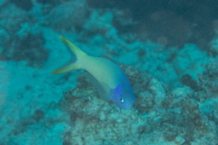 Hoplolatilus starcki