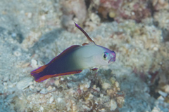 Nemateleotris decora