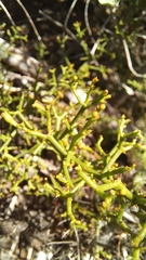 Thesium scandens