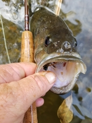 Micropterus treculii
