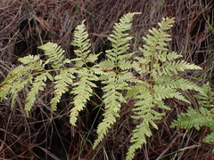 Pteris dentata