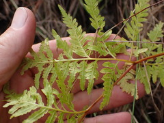 Pteris dentata