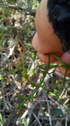 Image of Threeflower Rootthug by (c) kevin koen, some rights reserved (CC BY-SA)
