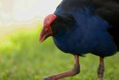 Porphyrio melanotus