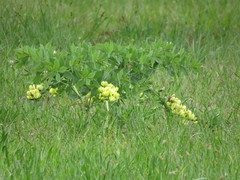 Baptisia bracteata leucophaea