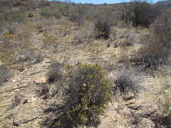 Pteronia hutchinsoniana