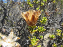 Pteronia hutchinsoniana