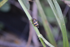 Prosapia simulans