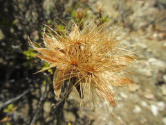 Pteronia hutchinsoniana
