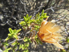 Pteronia hutchinsoniana