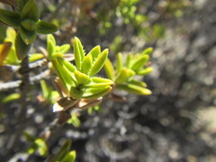 Pteronia hutchinsoniana