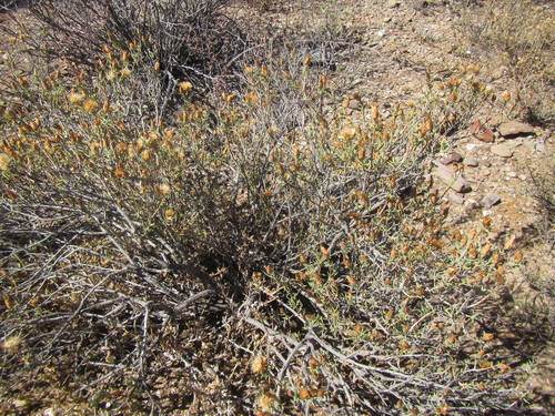 Image of Pteronia succulenta by (c) douglaseustonbrown, some rights reserved (CC BY-SA)