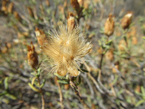 Image of Pteronia succulenta by (c) douglaseustonbrown, some rights reserved (CC BY-SA)