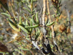 Pteronia succulenta