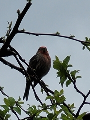 Haemorhous mexicanus