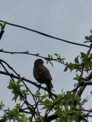 Haemorhous mexicanus