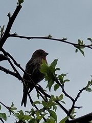 Haemorhous mexicanus